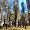 Maya Lin's "Ghost Forest" Installation Brings Dead Trees From Pine Barrens To Madison Square Park